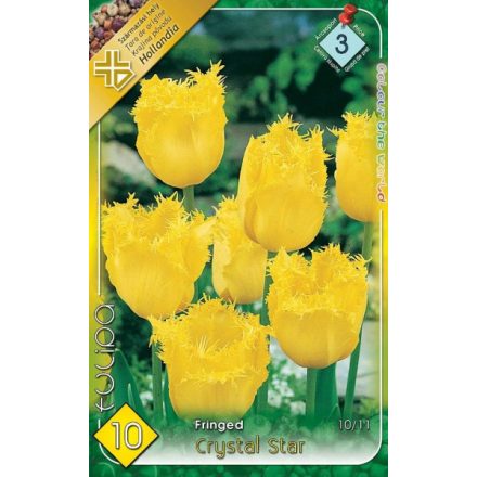 Crystal Star tulipán virághagyma, sárga 