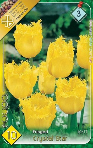 Crystal Star tuliipán virághagyma, sárga 