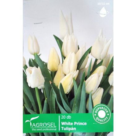 White Prince tulipán virághagyma, fehér, magas