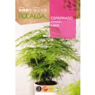 Tollasfű (Aszparágusz) vetőmag - újra kapható!