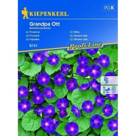 Hajnalka vetőmag, lila