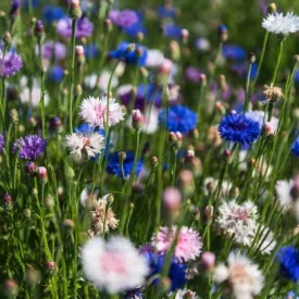 Búzavirág vetőmag, színkeverék