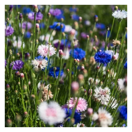 Búzavirág vetőmag, színkeverék