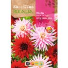 Kaktusz dália vetőmag színkeverék