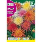 Kaktusz dália vetőmag színkeverék