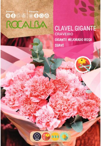 Chabaud szegfű vetőmag világos rózsaszín