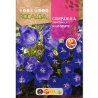 Kárpáti harangvirág vetőmag, 1 g