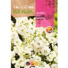 Nyári viola vetőmag, bokros, magas, fehér