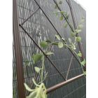 Classic Metal Trellis fém félköríves növényfuttató, 0,3 x 1,2 m, barna