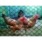 Multimesh BN-100 műanyag baromfirács, 1 m, zöld