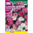 Tollas szegfű vetőmag