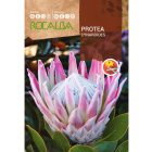 Protea Cynaroides cukorcserje vetőmag