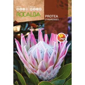 Protea Cynaroides cukorcserje vetőmag