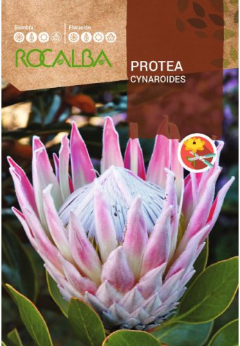 Protea Cynaroides cukorcserje vetőmag