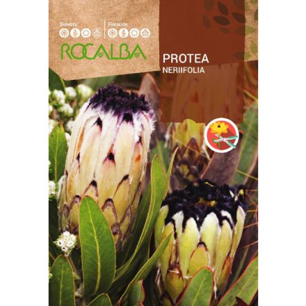 Protea Nerifolia cukorcserje vetőmag