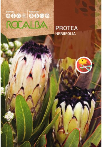 Protea Nerifolia cukorcserje vetőmag
