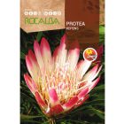 Protea Repens cukorcserje vetőmag