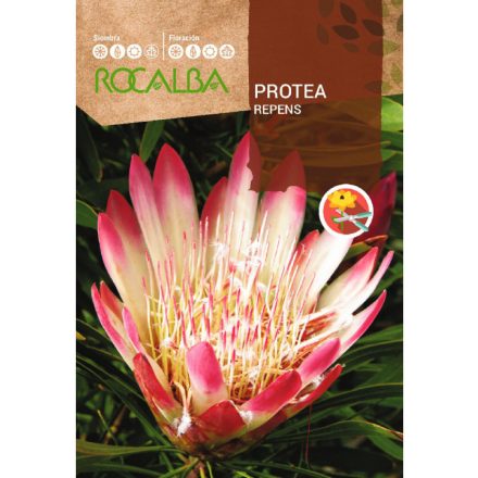 Protea Repens cukorcserje vetőmag