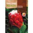 Protea Grandiceps cukorcserje vetőmag