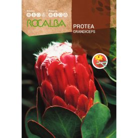 Protea Grandiceps cukorcserje vetőmag