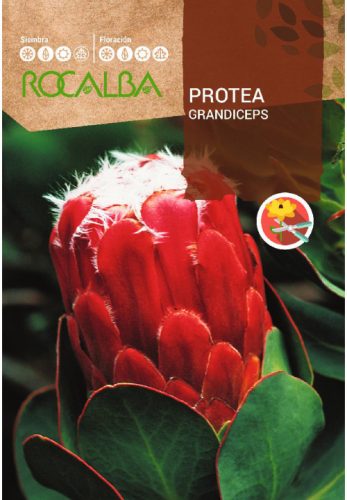 Protea Grandiceps cukorcserje vetőmag