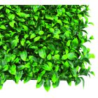 Vertical Lauro zöldfal babérlevelekkel