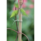 R-Fix kötöző futó növények rögzítéséhez, 50 m, zöld 