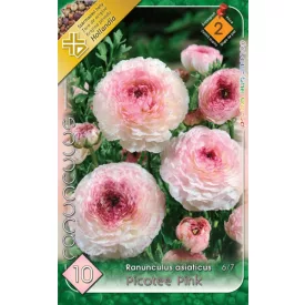   Picotee Pink ázsiai boglárka (Ranunculus asiaticus) virághagyma 