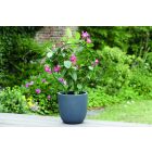 Plast Arc ívelt növénytámasztó