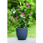 Plast Arc ívelt növénytámasztó