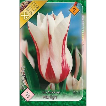 Marilyn tulipán virághagyma  