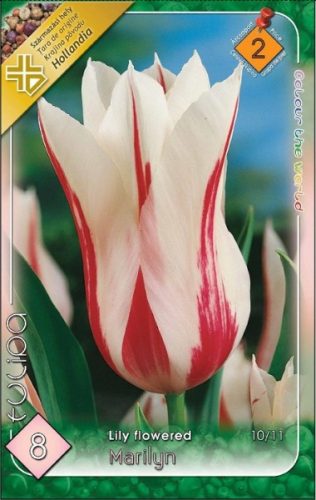 Marilyn tulipán virághagyma  