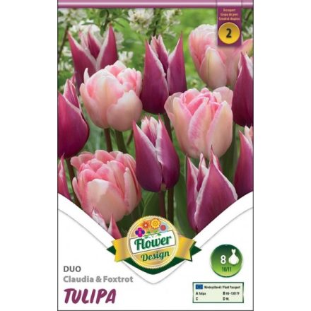 Duo Claudia és Foxtrot tulipán virághagymák
