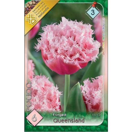 Queensland tulipán virághagyma