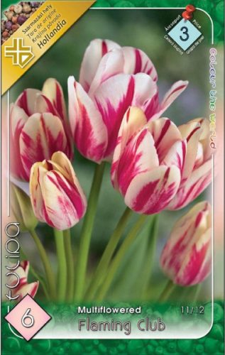 Flaming Club tulipán virághagyma 