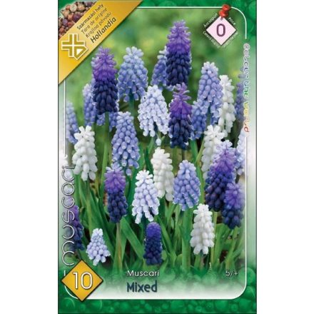 Gyöngyike (Muscari) mixed virághagyma, színkeverék