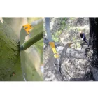 Silky Hayate 7700-420-6,5/ 4 részes ágvágó fűrész teleszkópos nyéllel 