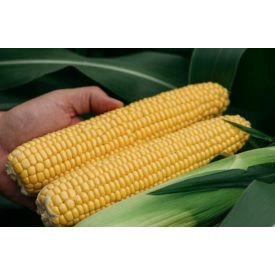 Startshine F1 csemegekukorica vetőmag