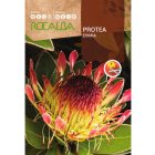 Protea Eximia cukorcserje vetőmag