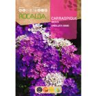 Ernyős Tatárvirág vetőmag