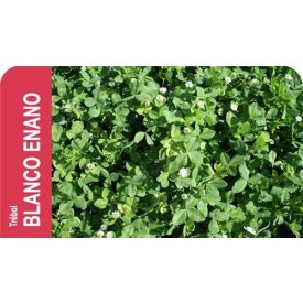 Huia fehérhere vetőmag, 250 g