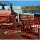 Masnet 14 140g/m2 - narancssárga elkorlátozó kerítés 1m x 50 m