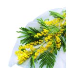 Hivertex fagykár elleni háló, átteleltető növénytakaró, 1 x 10 m 