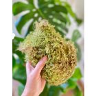 Fitoland Sphagnum moha, 2 liter