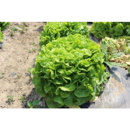 Rucola selvatica bio dinamikus rukola vetőmag