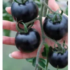 Indigo Rose bio dinamikus paradicsom vetőmag