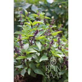 Thaibasilikum bio dinamikus bazsalikom vetőmag