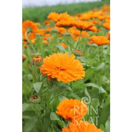 Ringelblume, reinorange  bio dinamikus körömvirág vetőmag