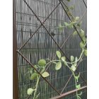 Classic Metal Trellis fém növényfuttató, 0,42 x 1,5 m, barna