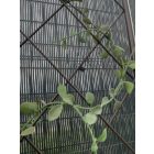 Classic Metal Trellis fém növényfuttató, 0,42 x 1,5 m, barna